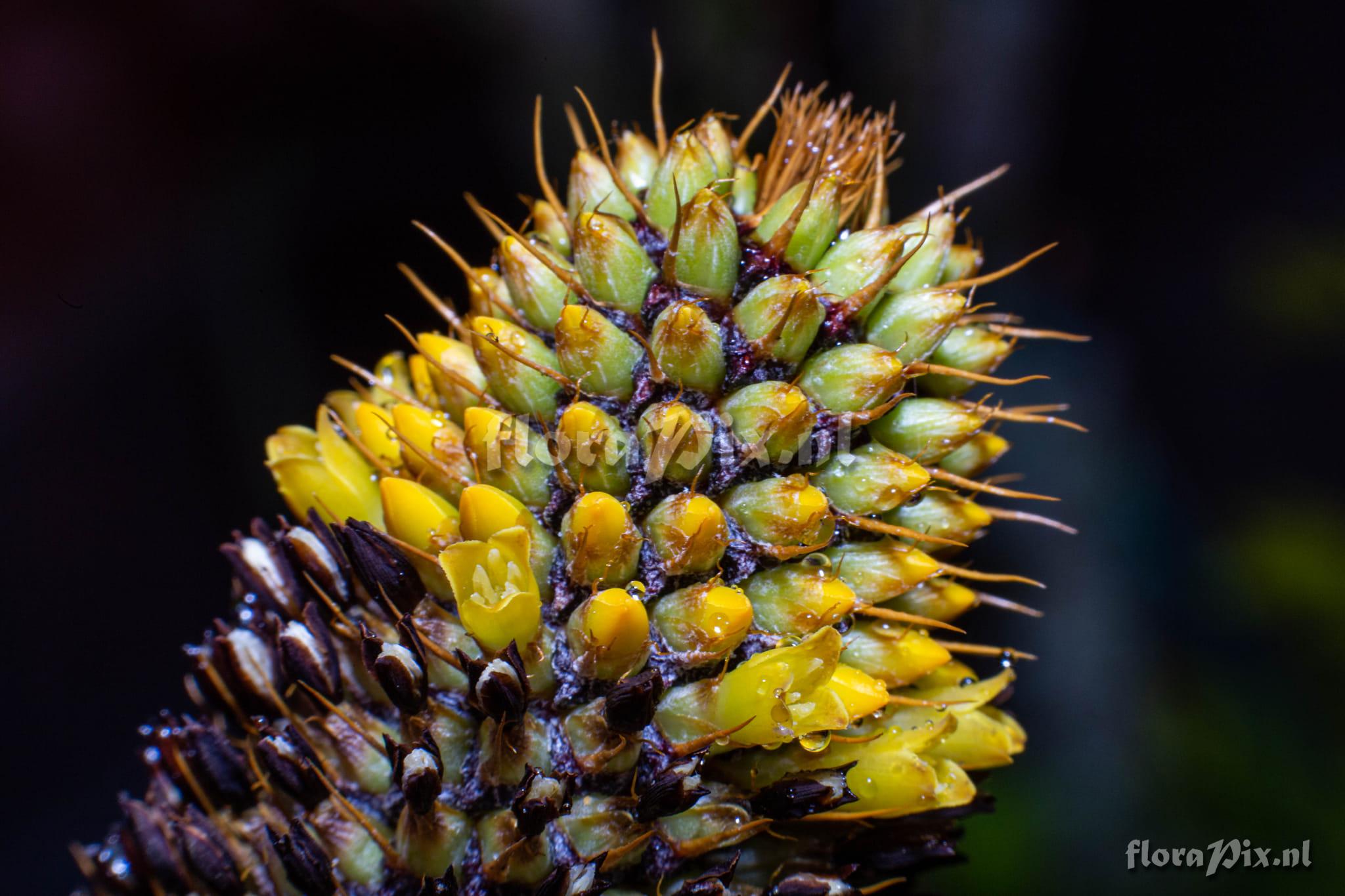 Aechmea pineliana