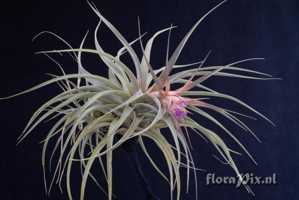 Tillandsia sphaerocephala