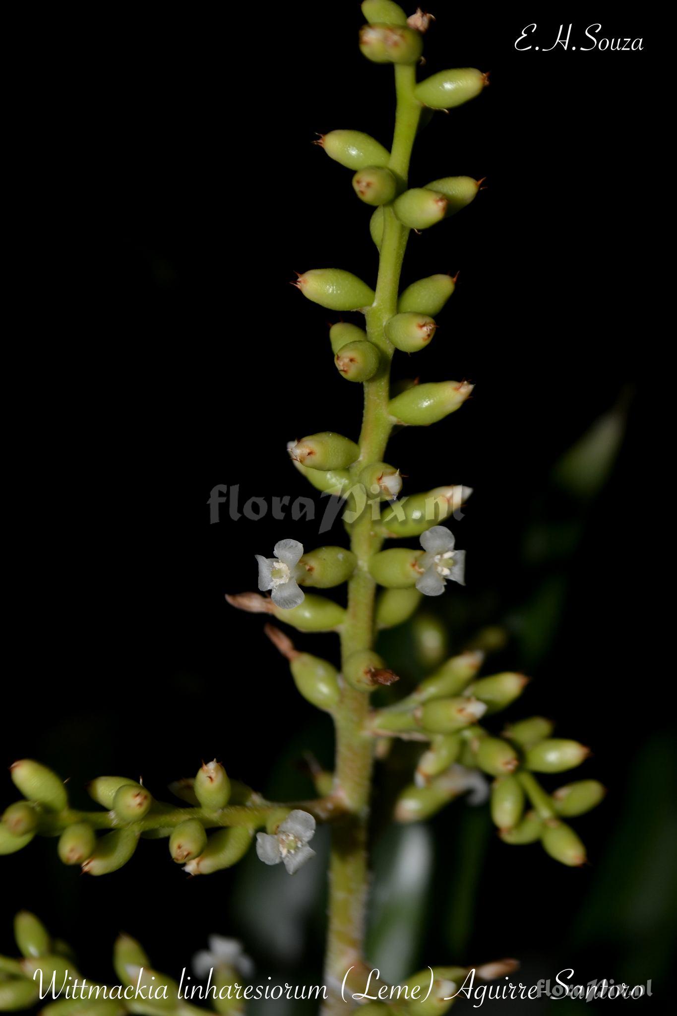 Wittmackia linharesiorum