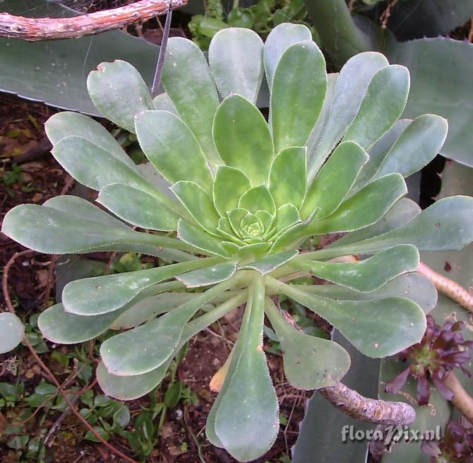 Aeonium ciliatum