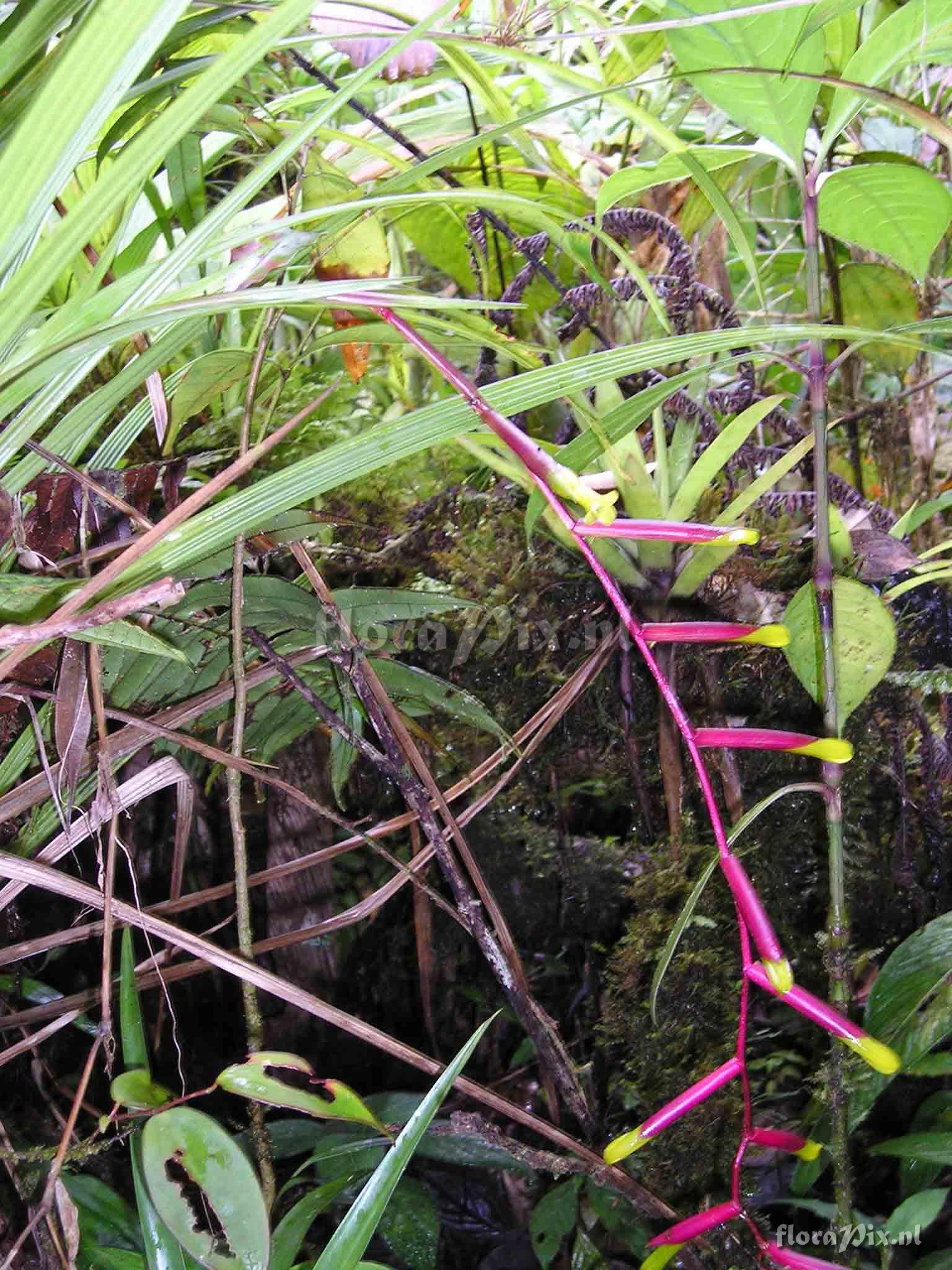 Guzmania scandens