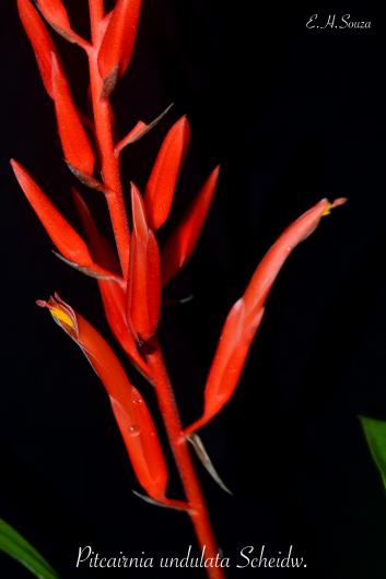Pitcairnia undulata