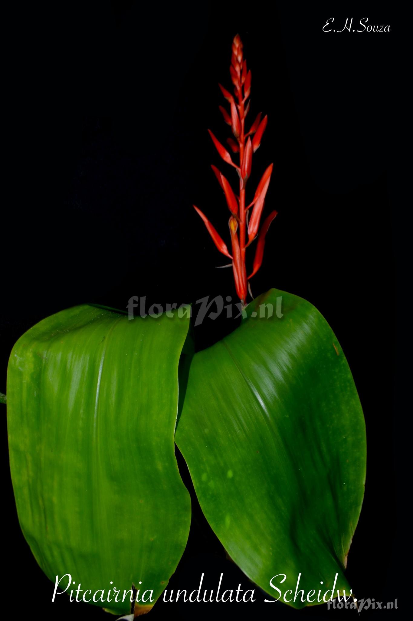 Pitcairnia undulata