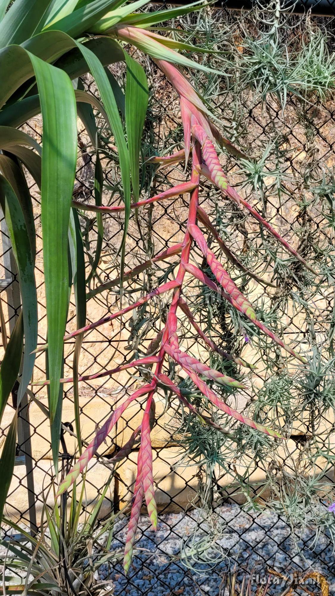 Tillandsia yutaninoensis