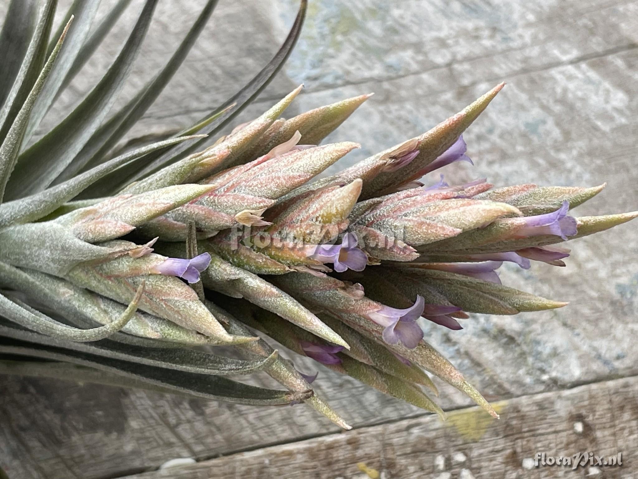 Tillandsia comarapaensis