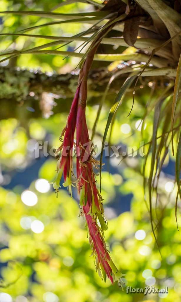 Tillandsia castaneobulbosa