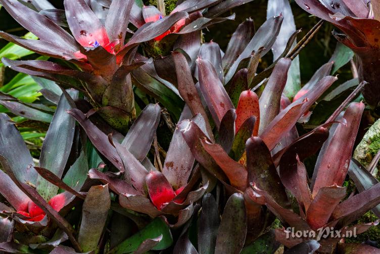 Neoregelia camorimiana