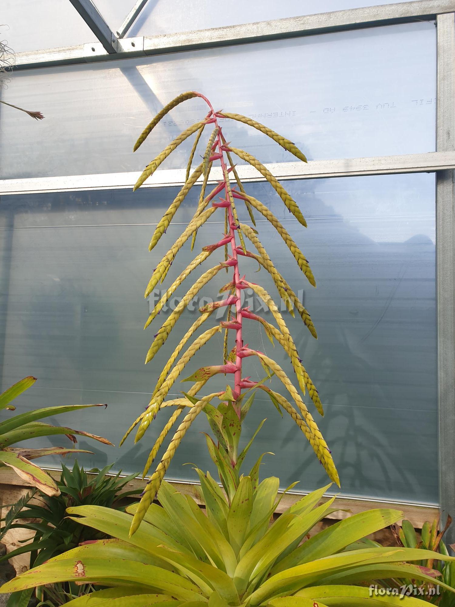 Tillandsia fendleri