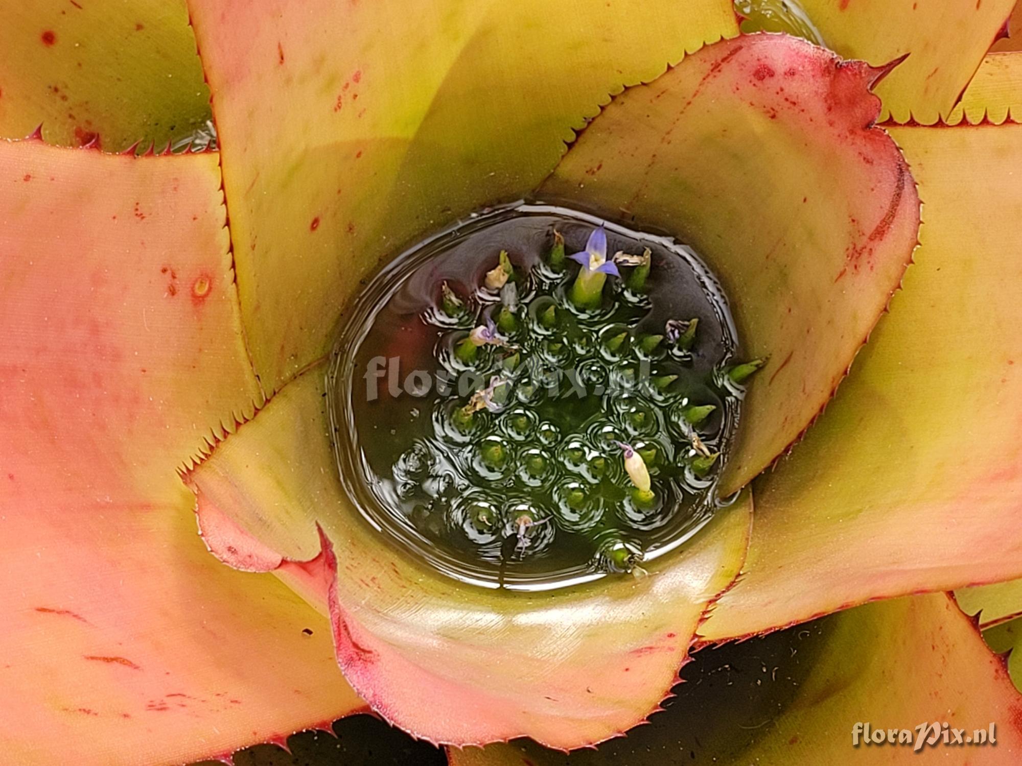 Neoregelia rothinessa