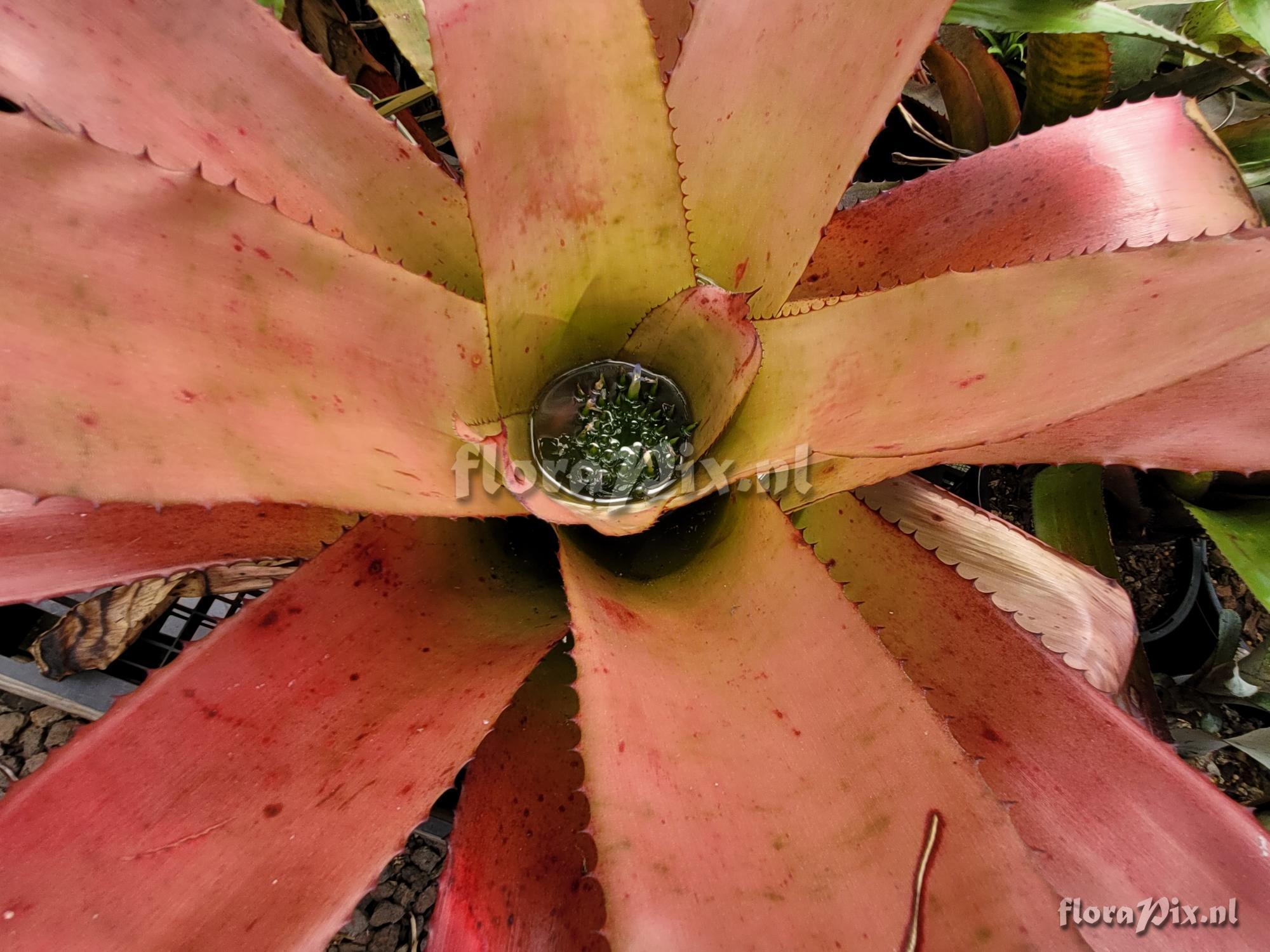 Neoregelia rothinessa