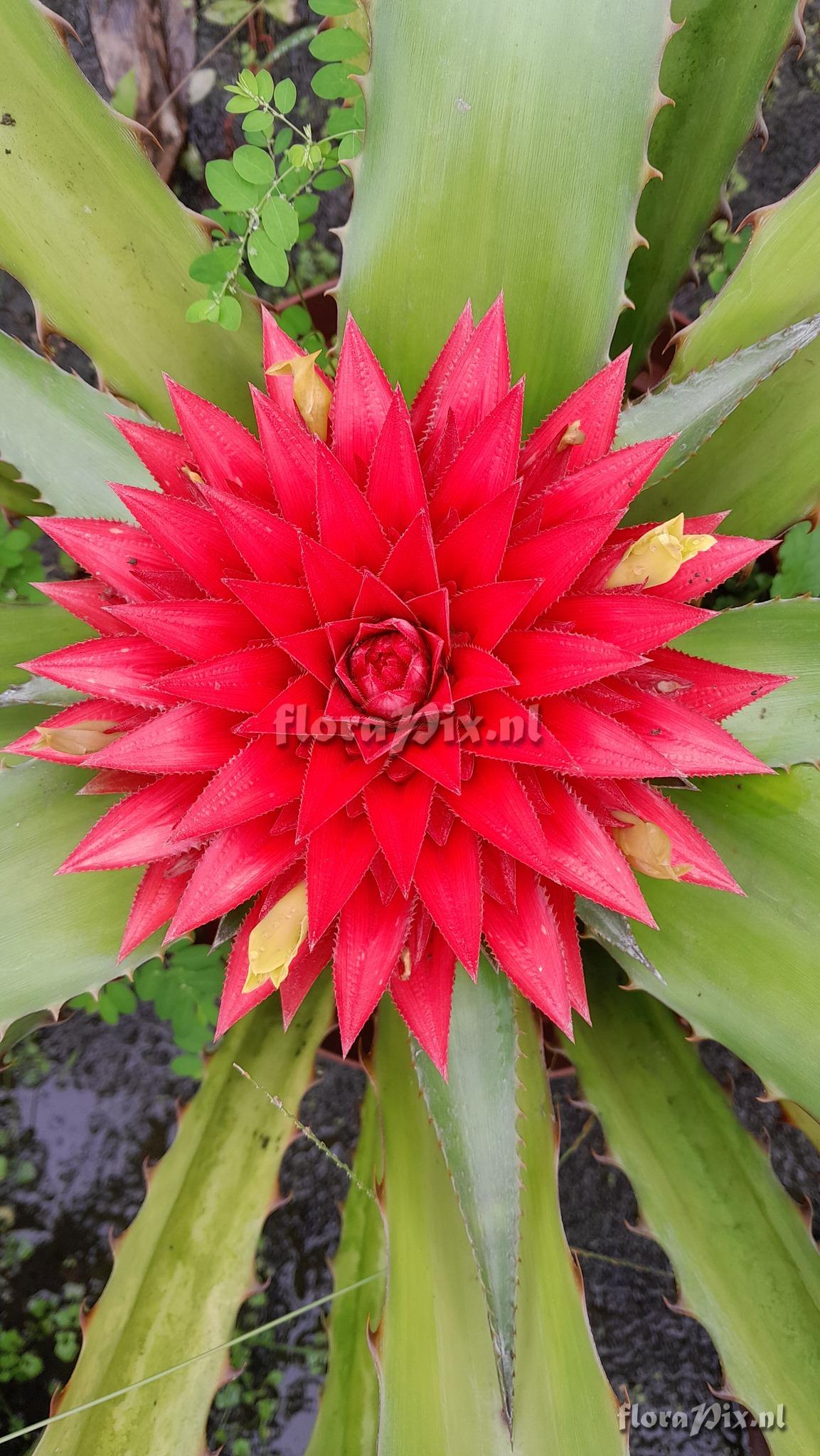 Aechmea magdalenae