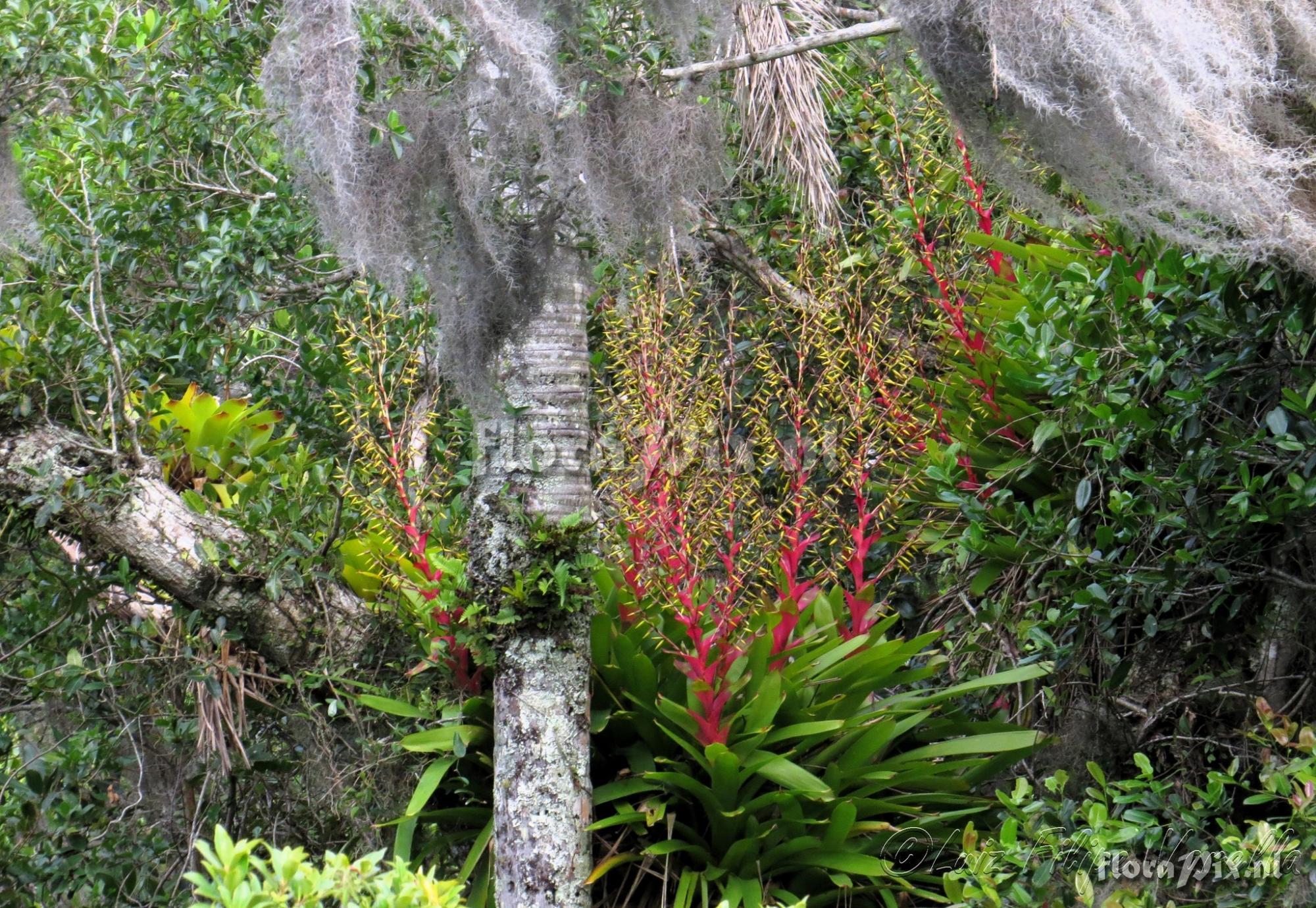 Vriesea philippocoburgi