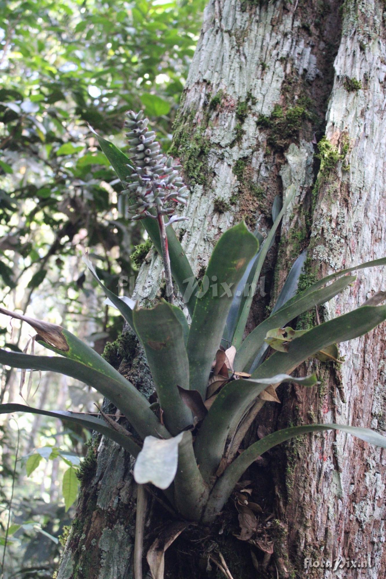 Aechmea candida