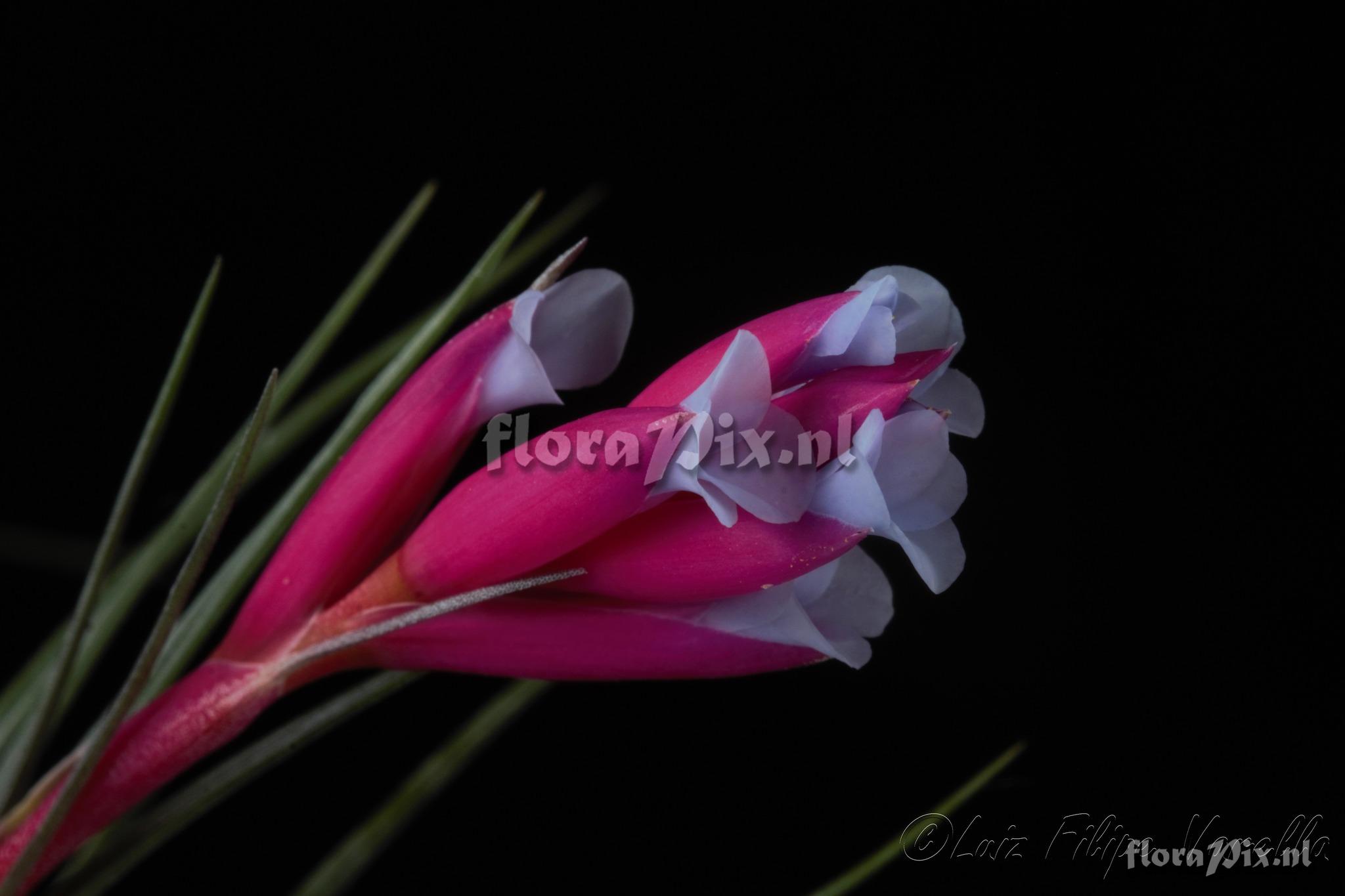 Tillandsia tenuifolia var. saxicola