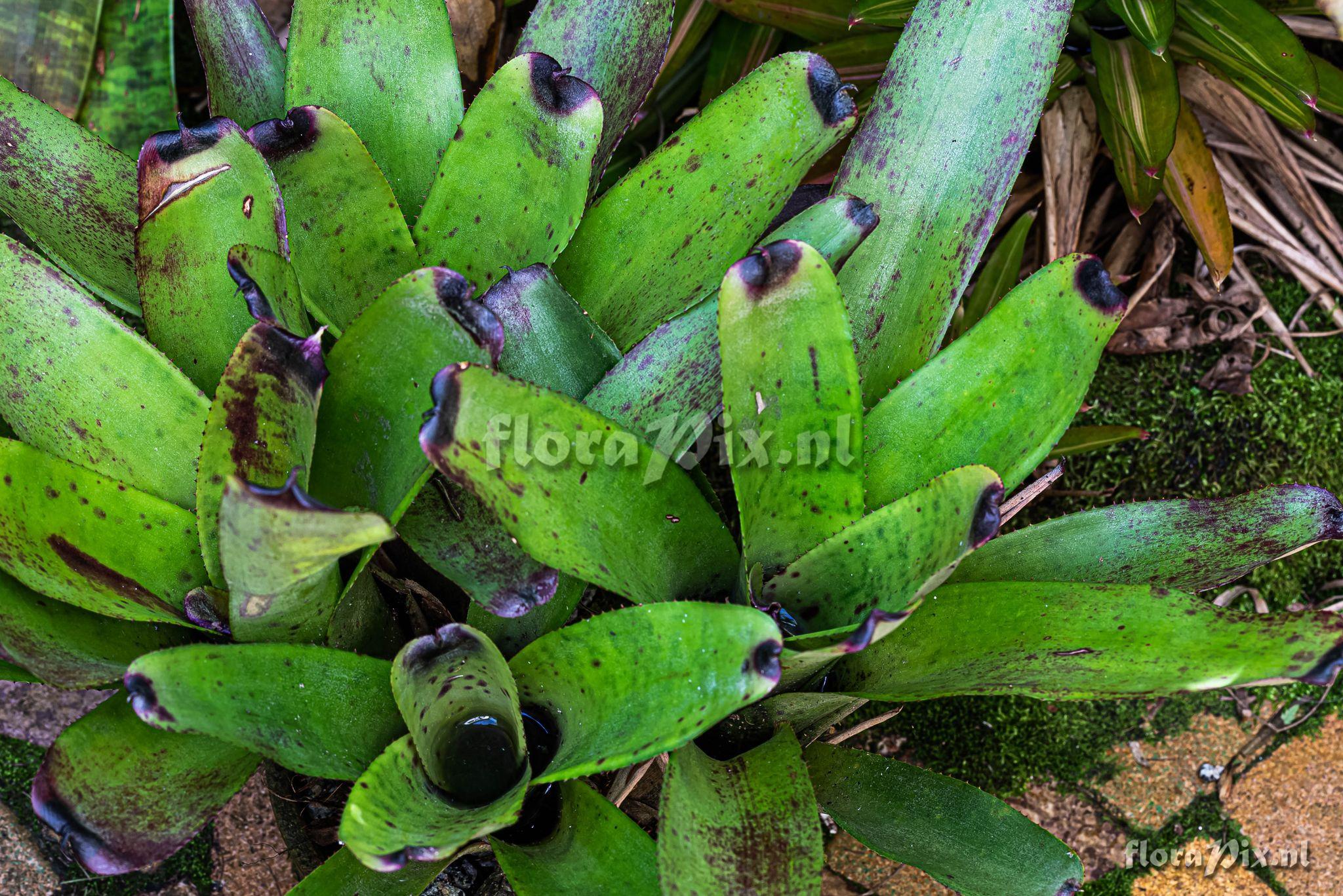 Neoregelia tenebrosa