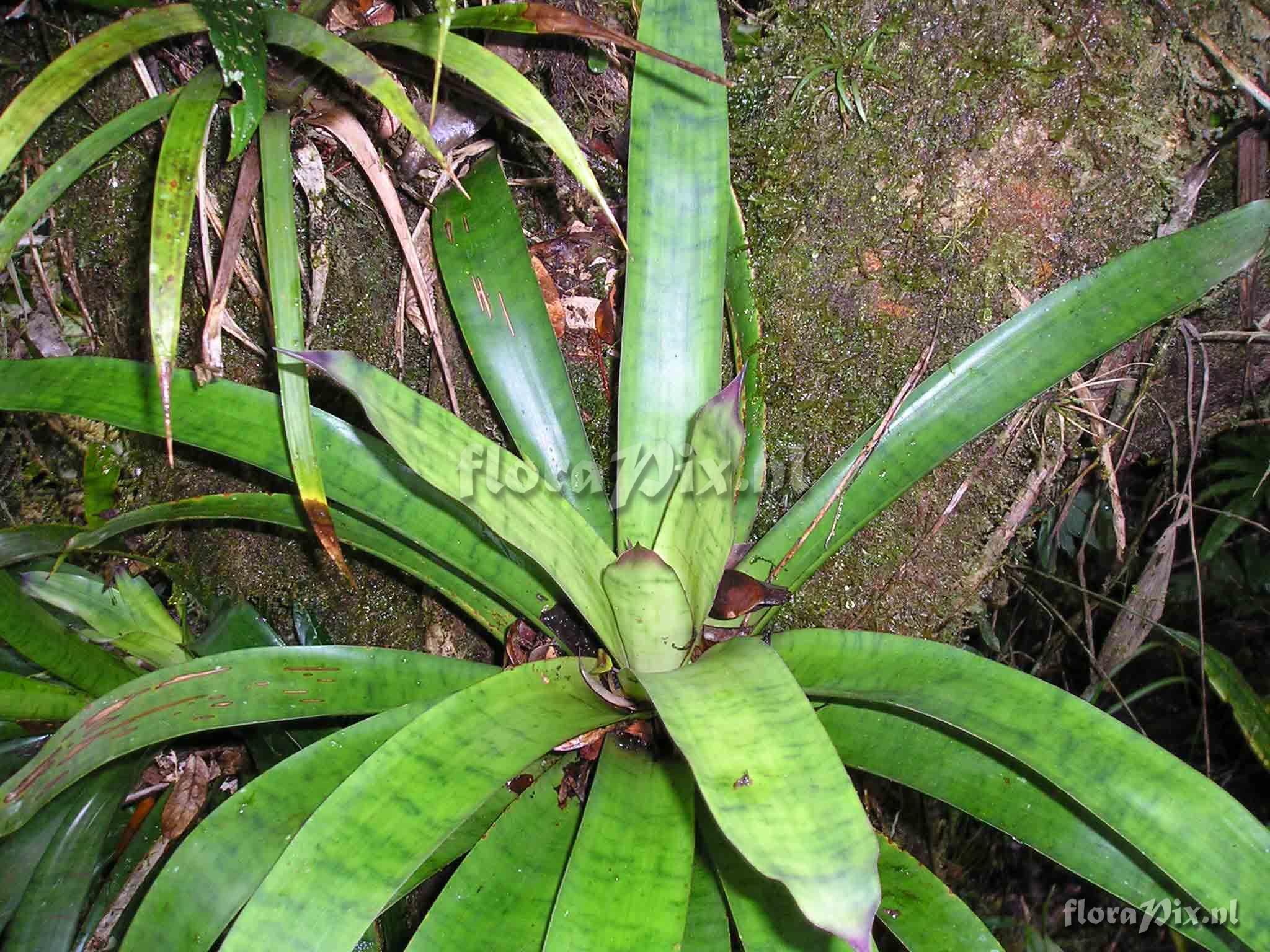 Werauhia cf ringens