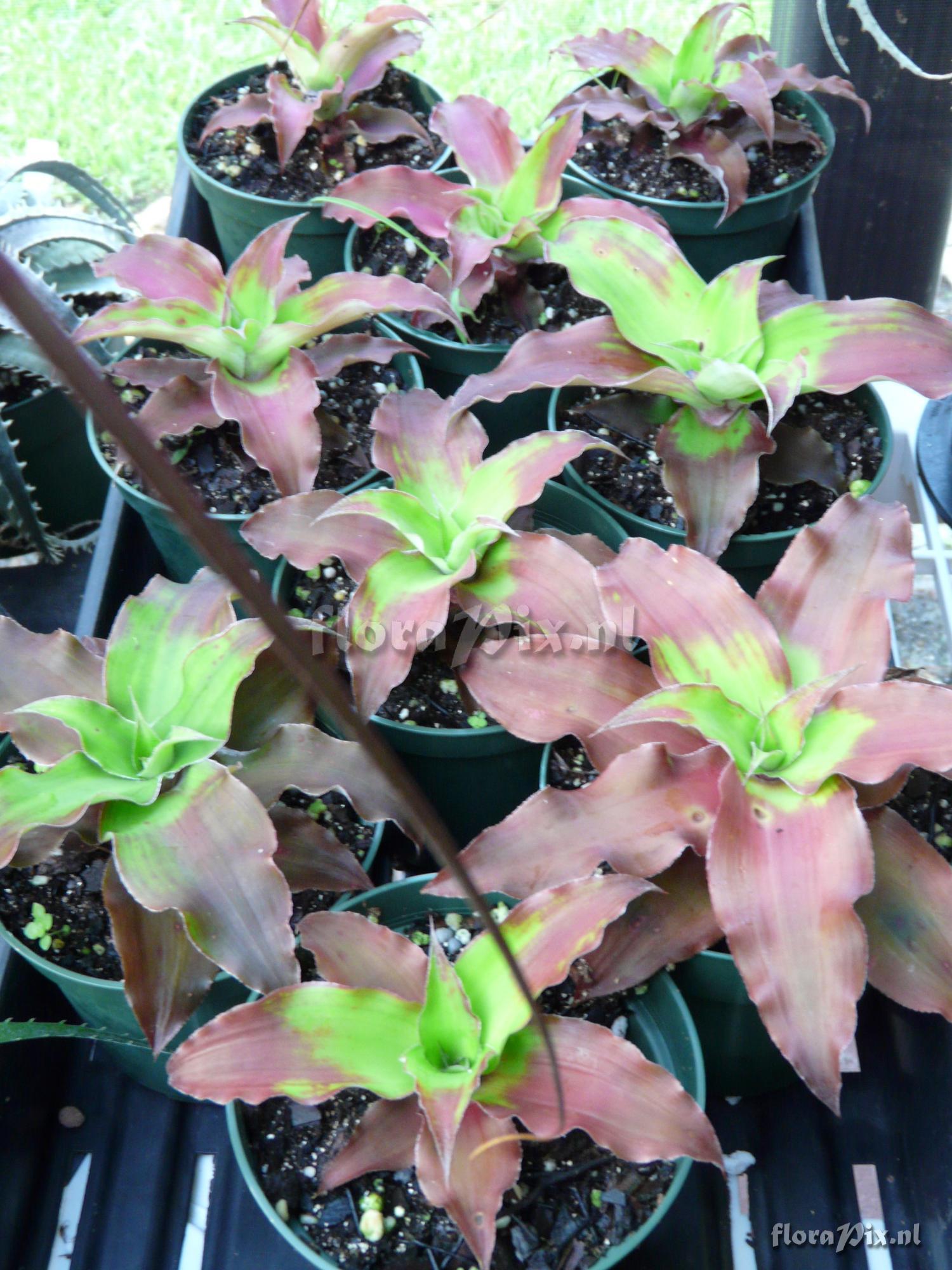 Cryptanthus ubairensis