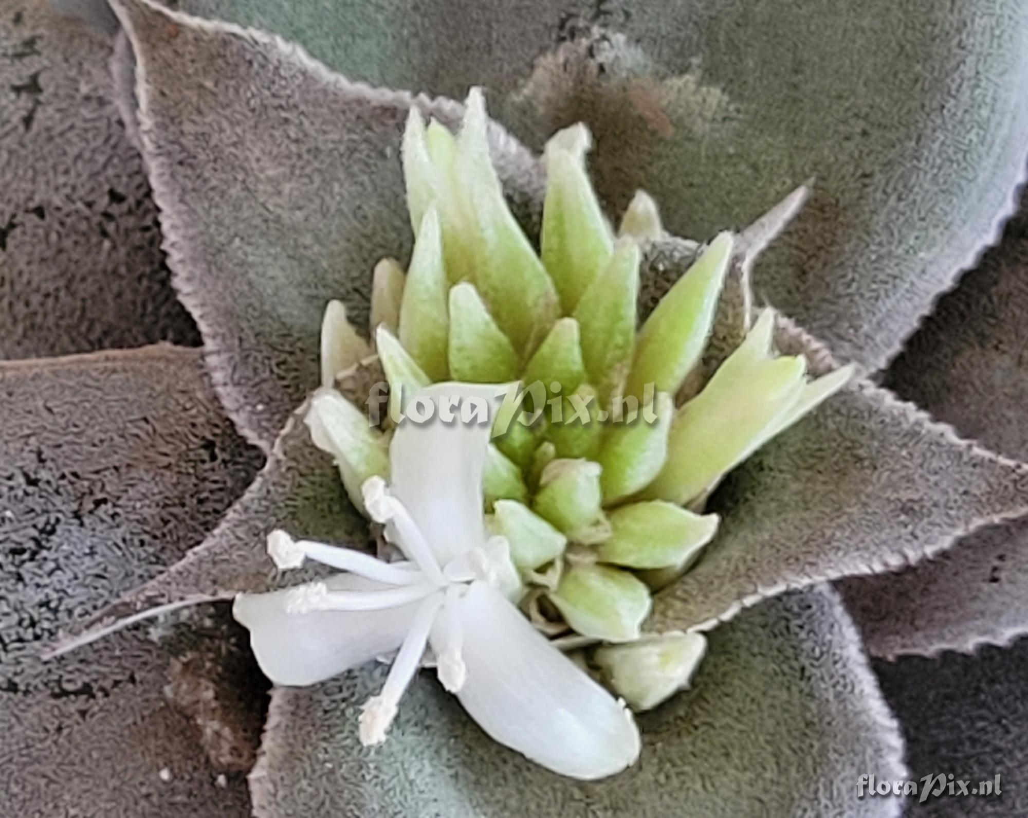 Cryptanthus argyrophyllus