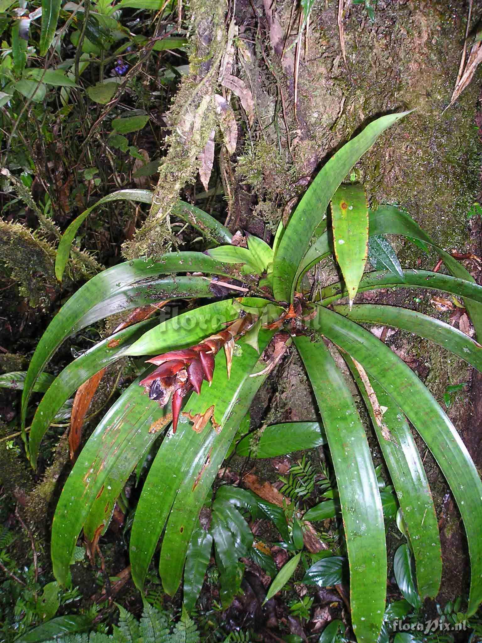 Werauhia cf ringens