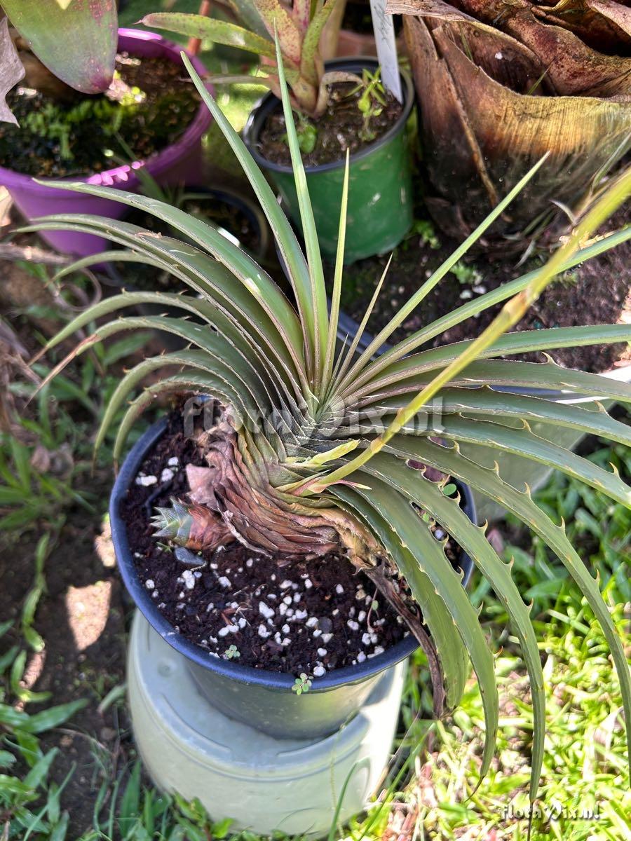 Dyckia estevesii