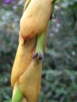 Vriesea tequendamae - flower detail