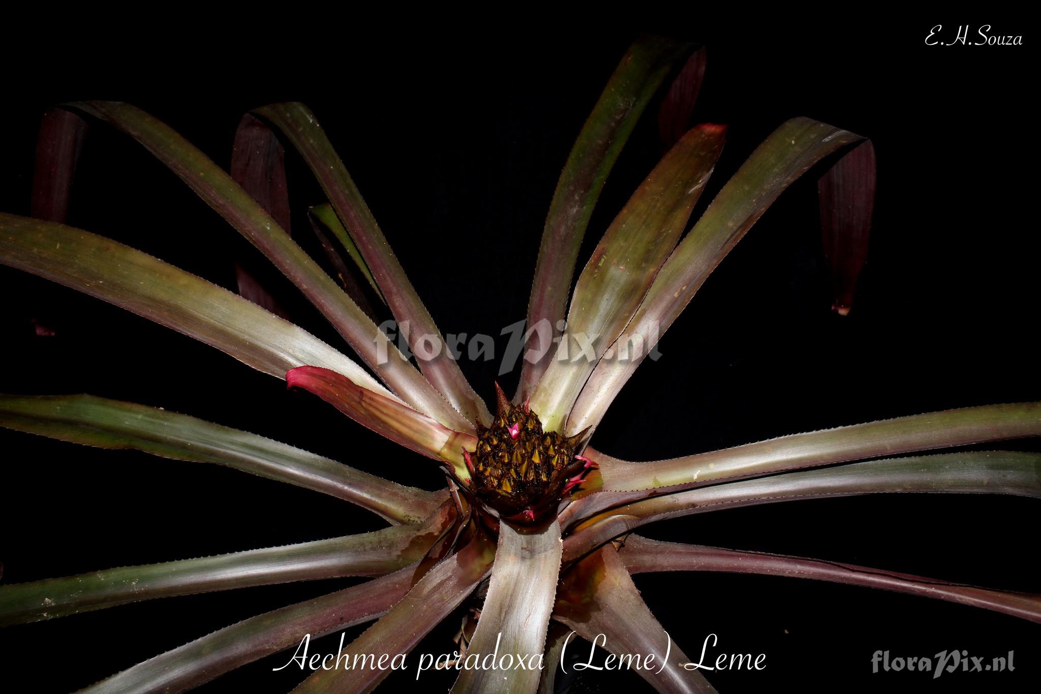 Aechmea paradoxa