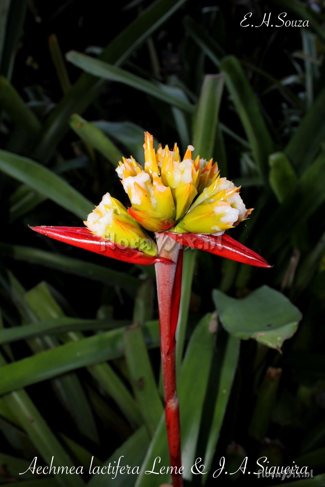 Aechmea lactifera