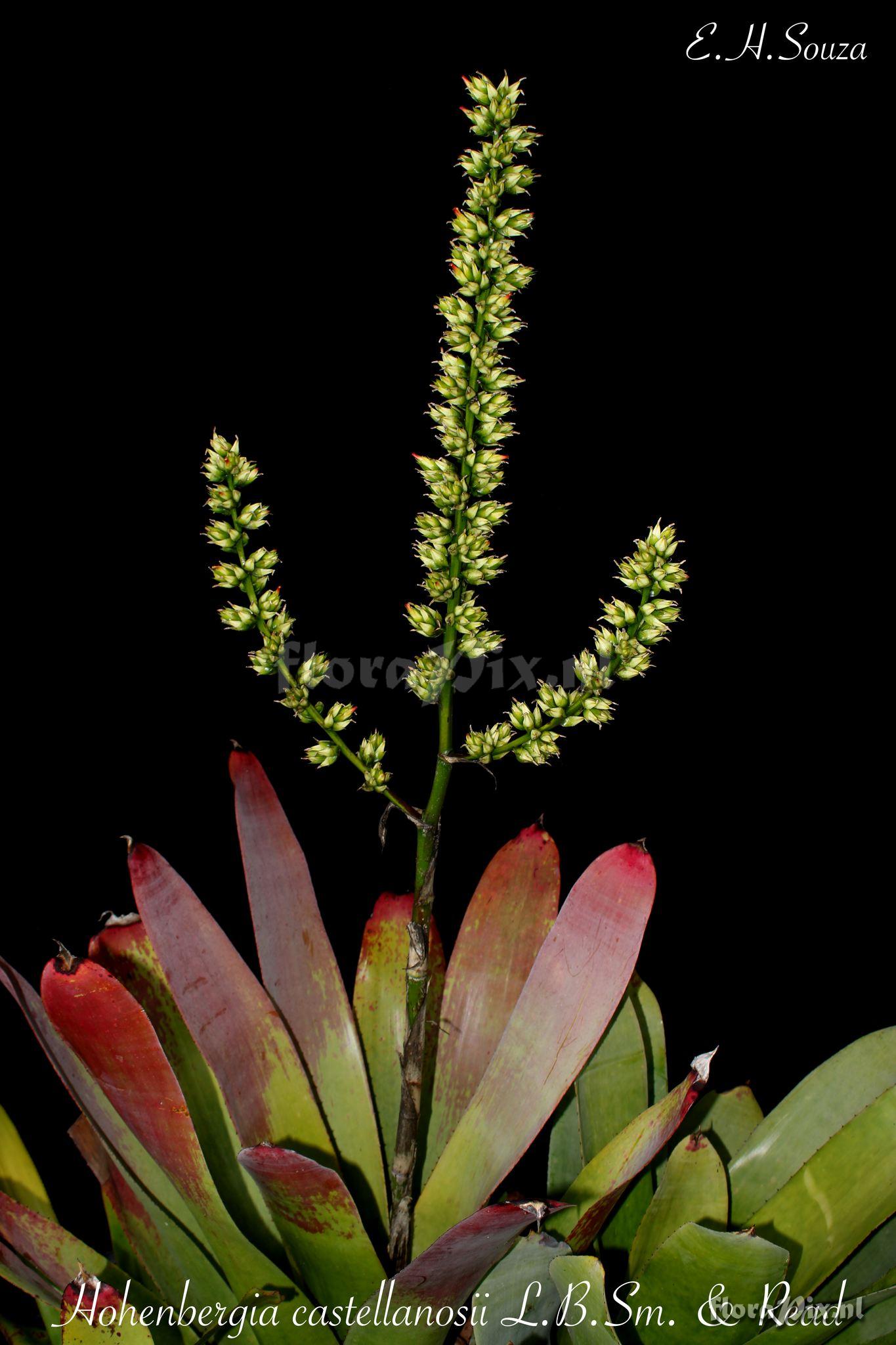 Hohenbergia castellanosii