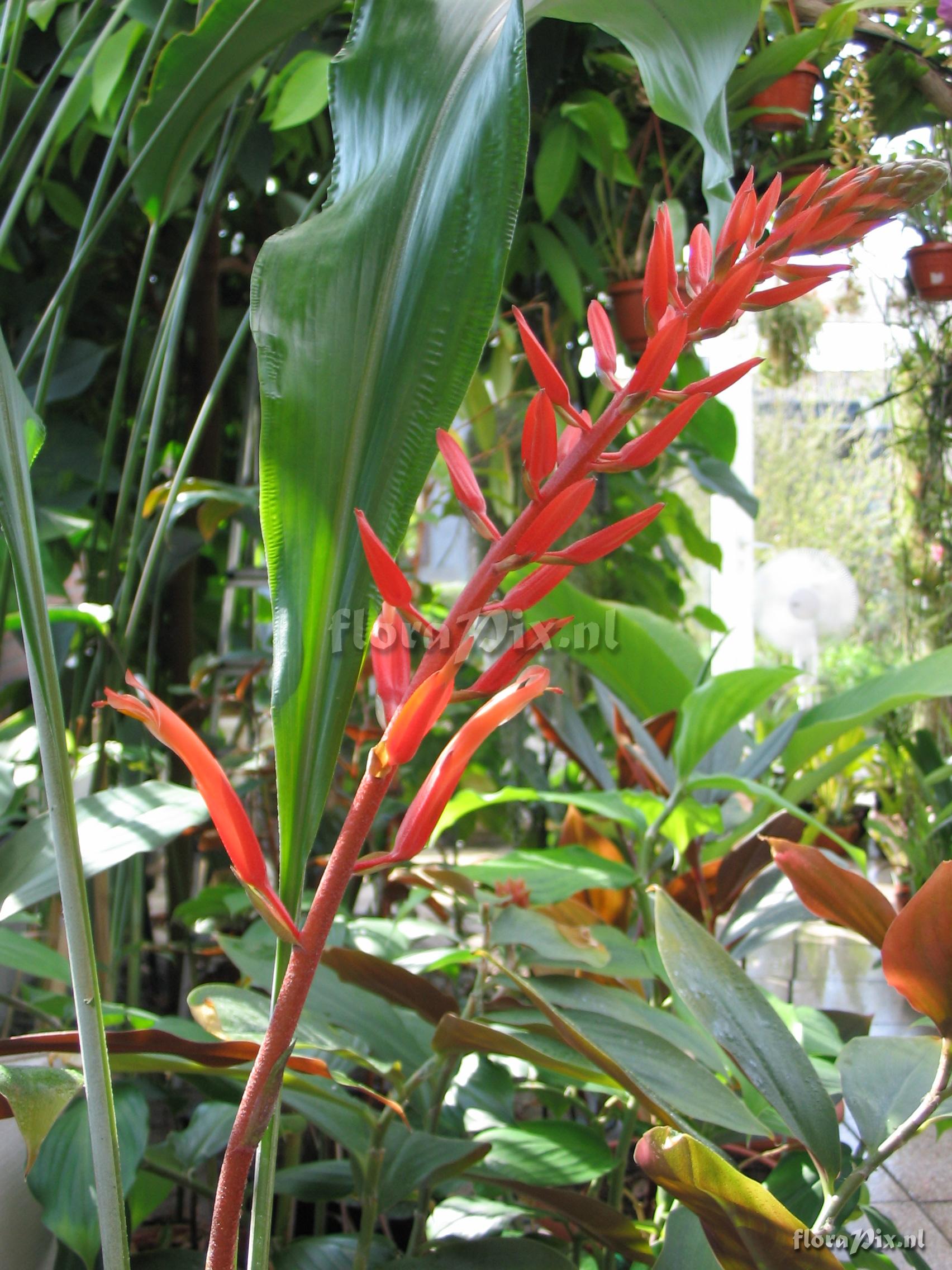 Pitcairnia undulata