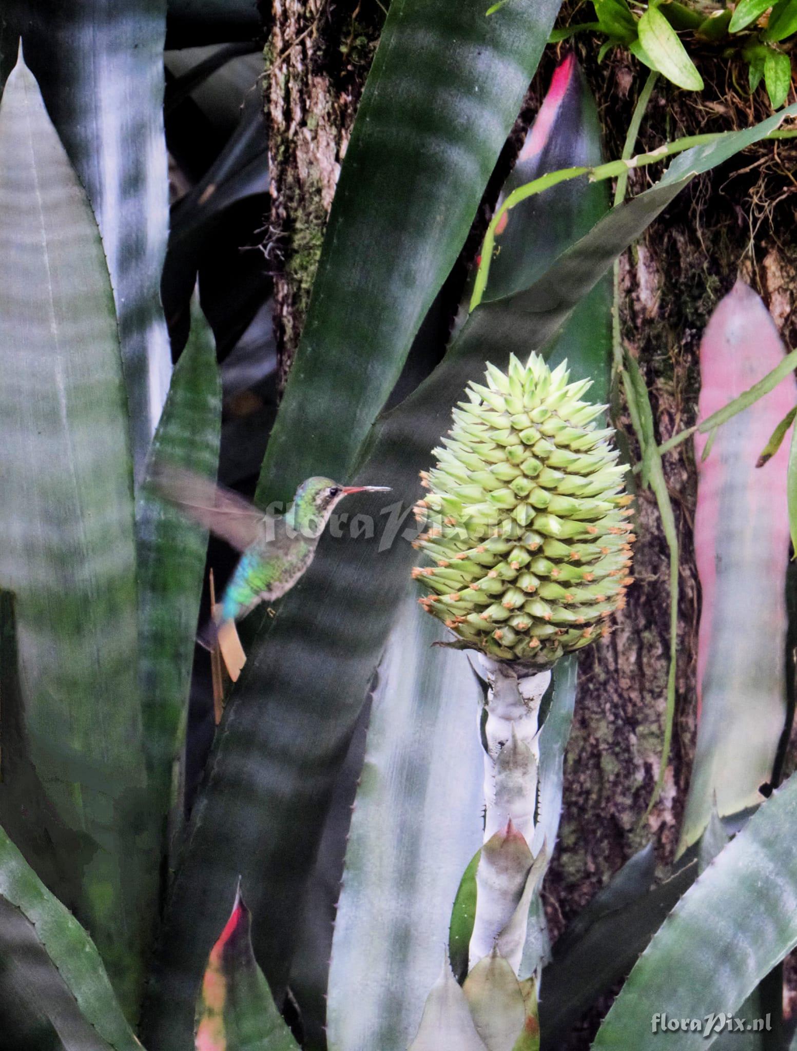 Aechmea pectinata