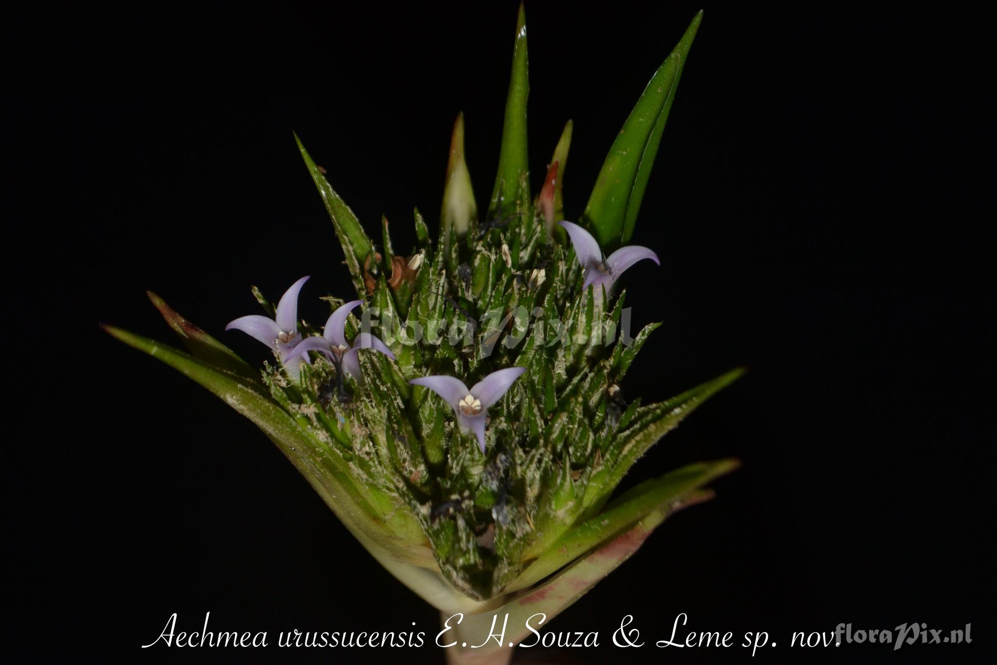 Aechmea urussucensis