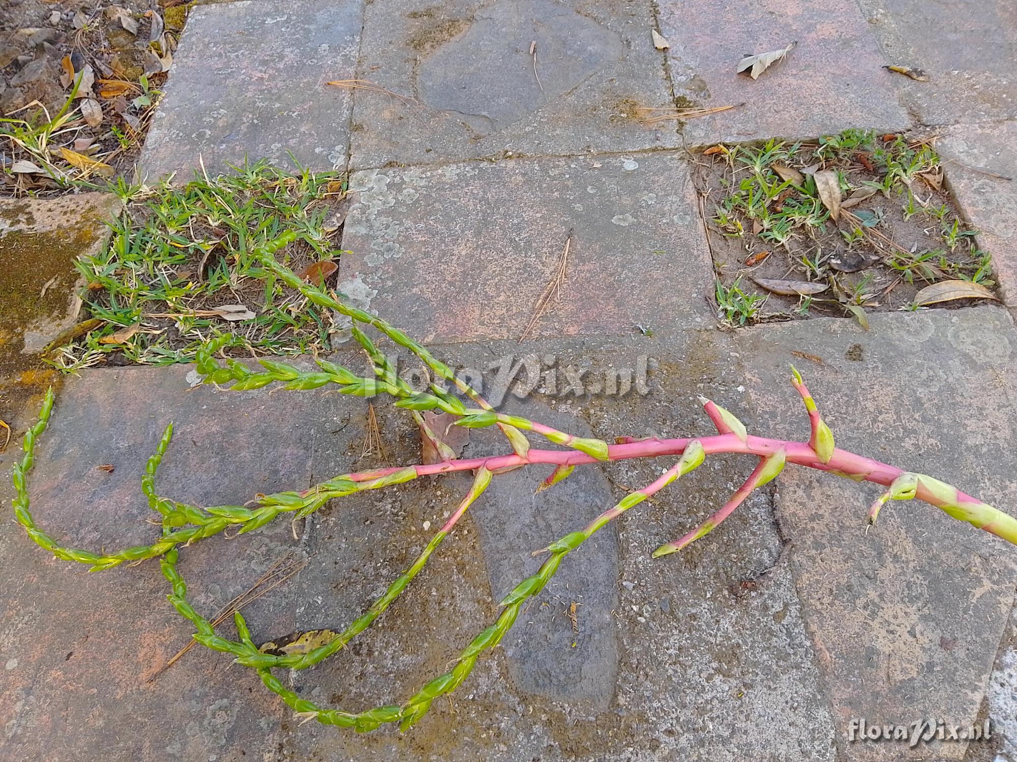 Tillandsia guatemalensis (=T.cyanea)