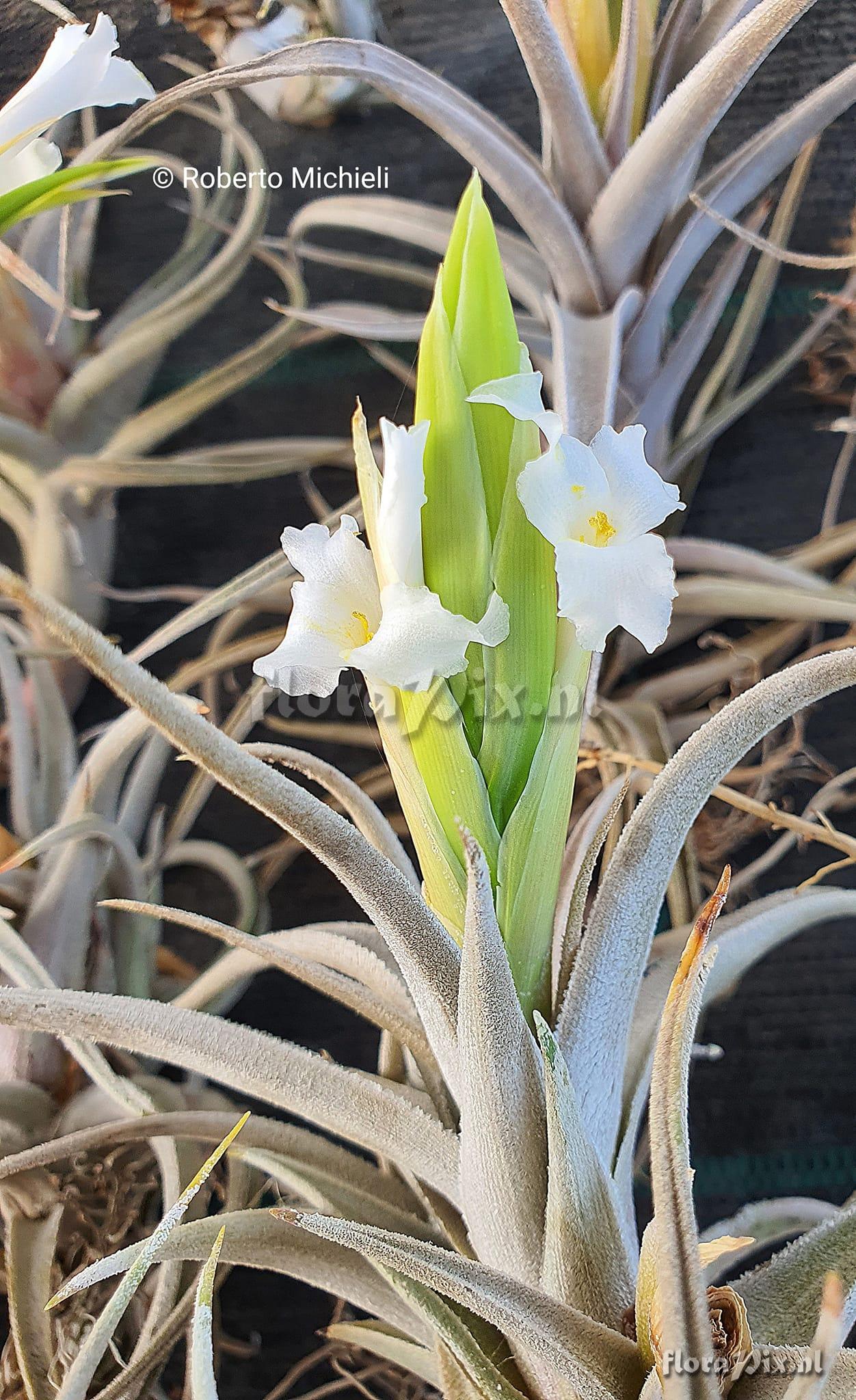 Tillandsia camargoensis