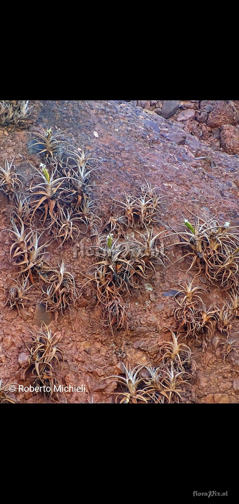 Tillandsia Tillandsia camargoensis