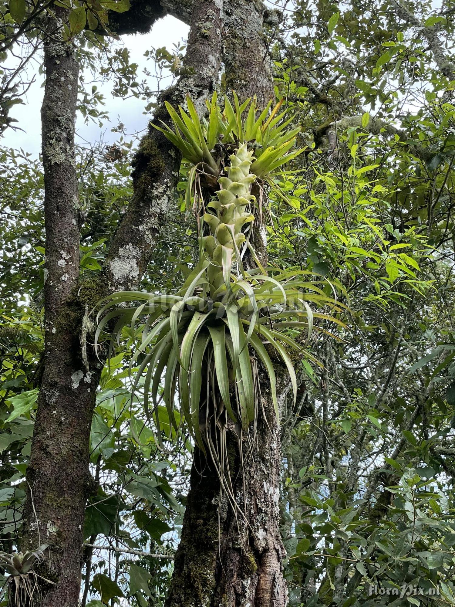 Tillandsia laui