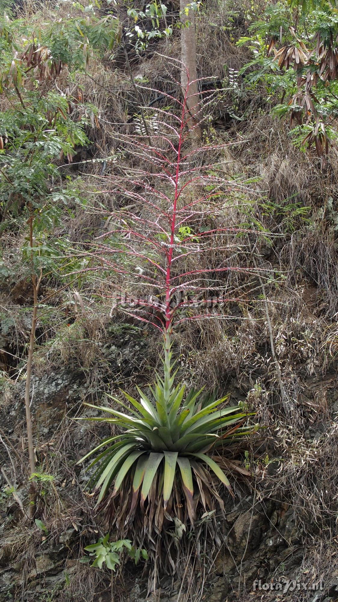 Tillandsia mima