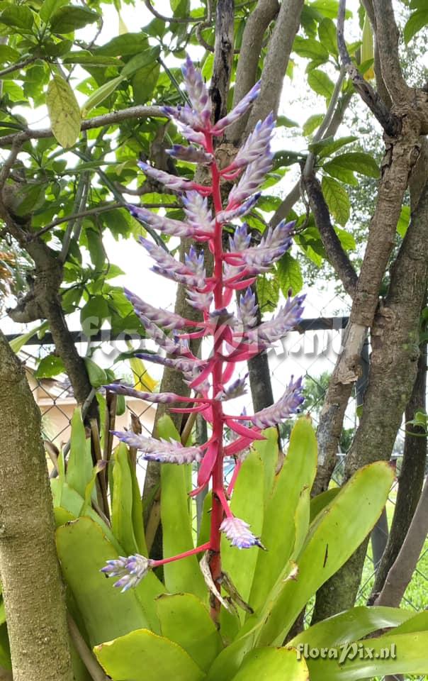 Aechmea dichlamydea var. trinitensis