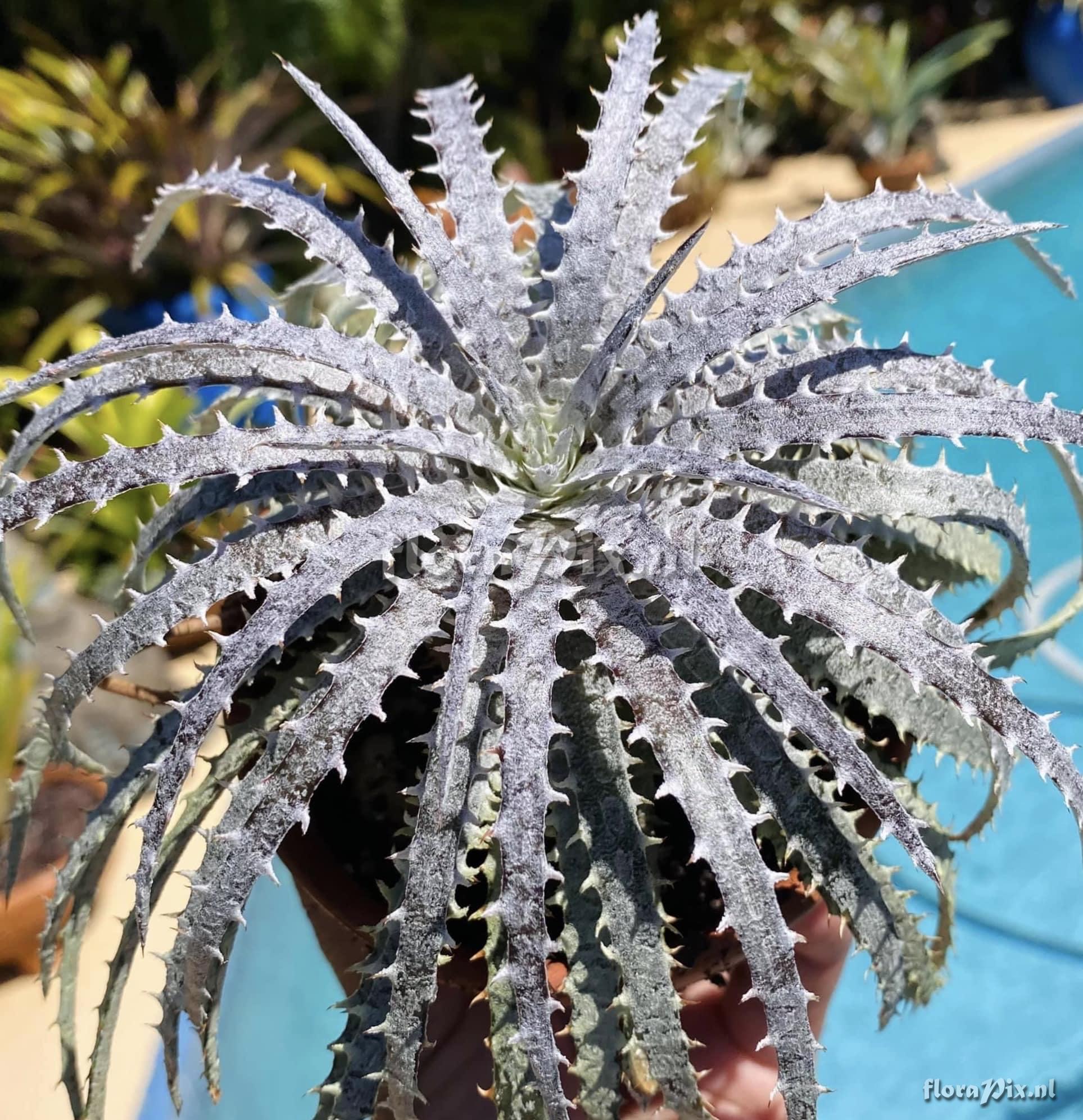 Dyckia fosteriana