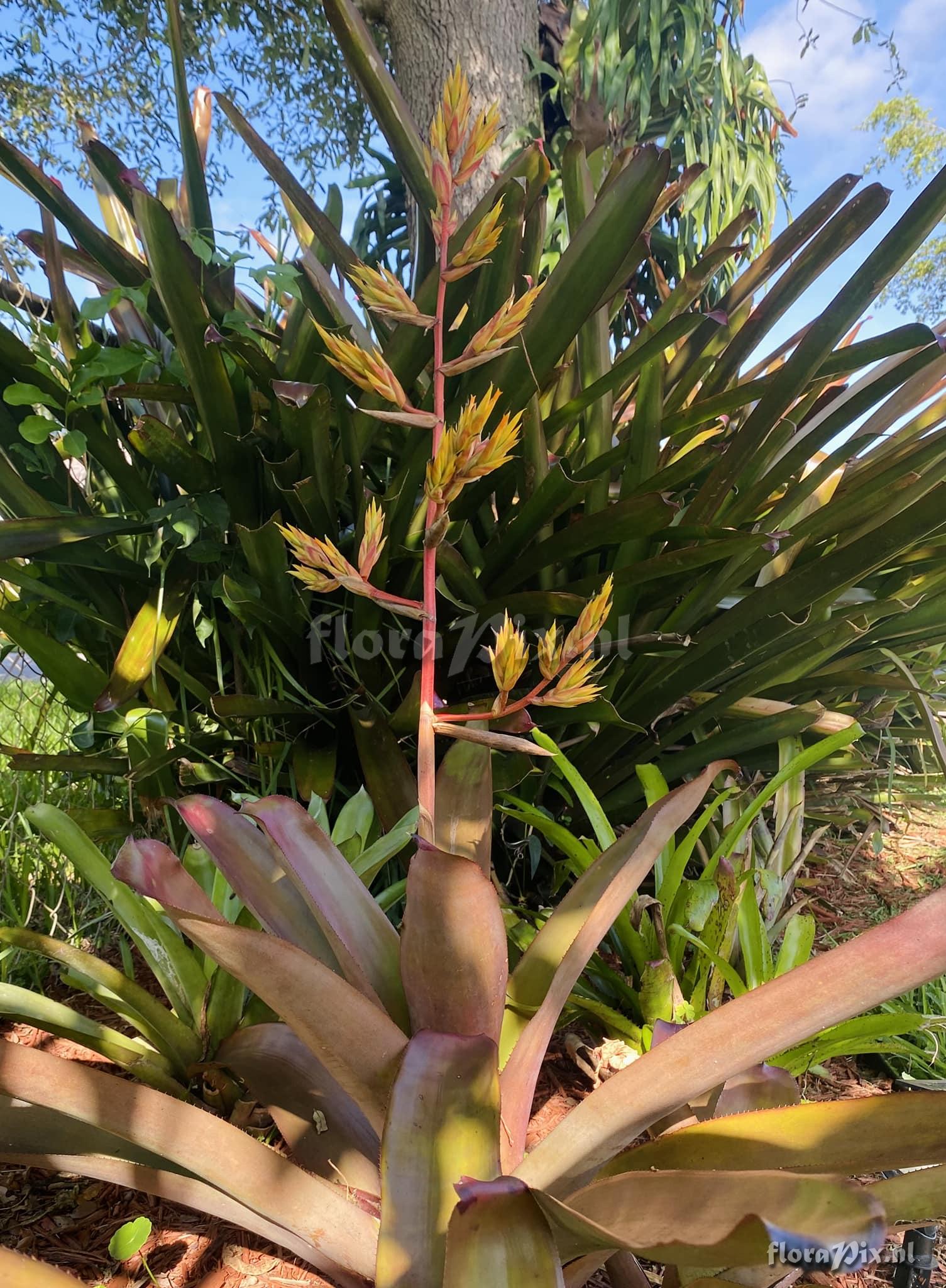 Aechmea callichroma