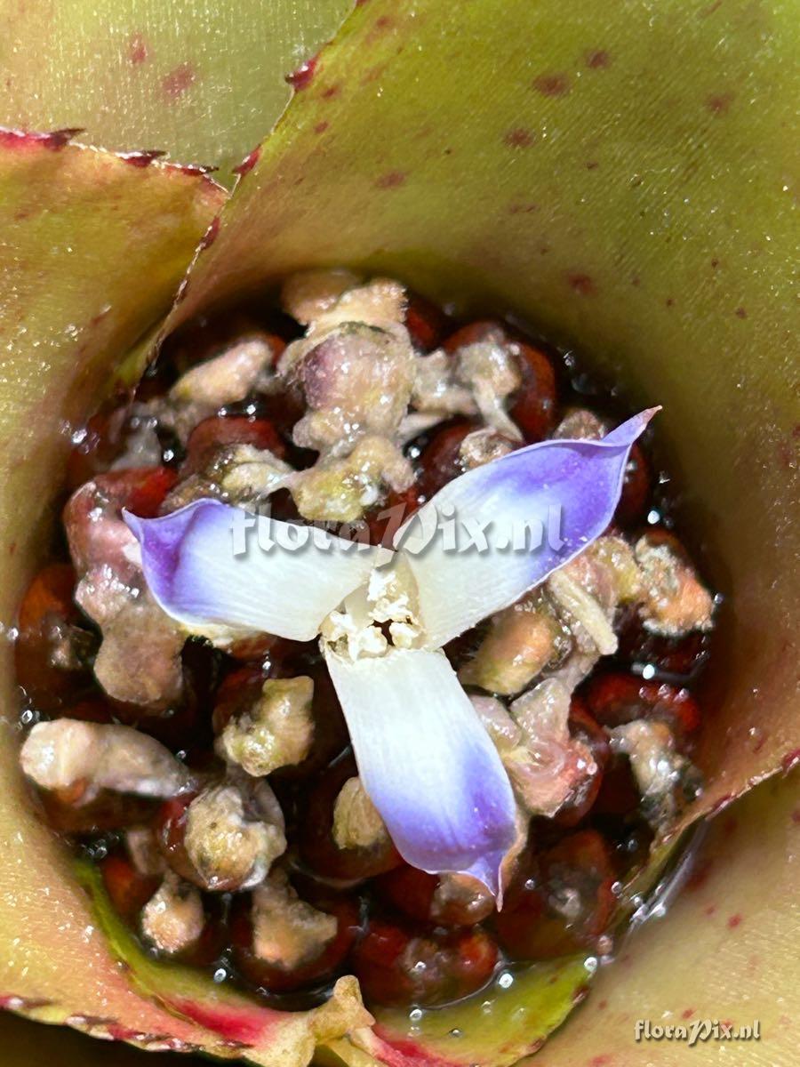 Neoregelia binotii