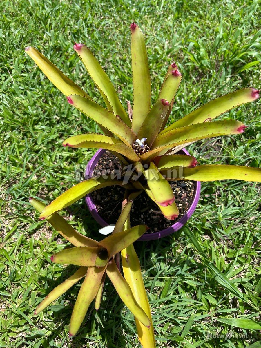 Neoregelia binotii