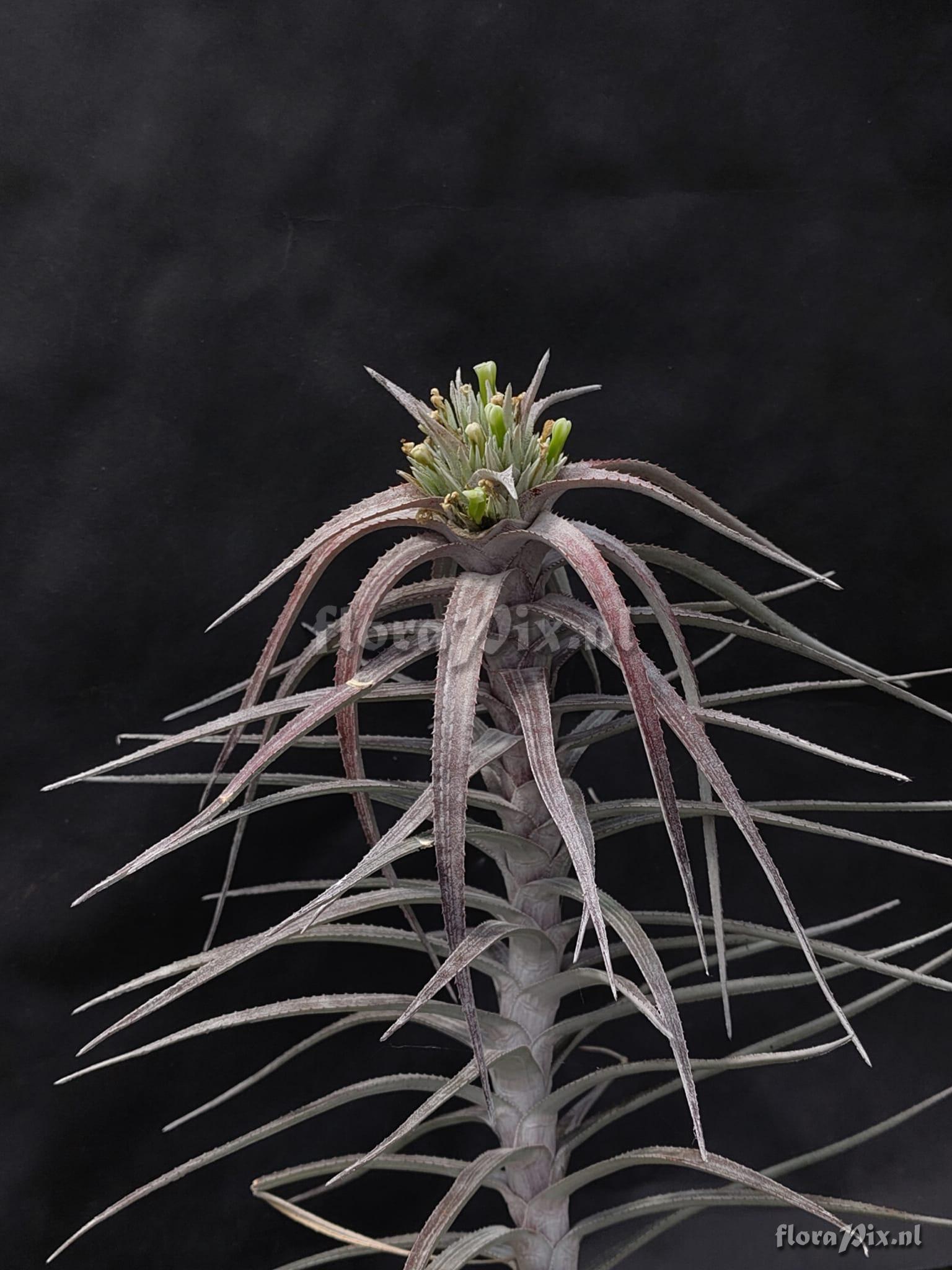 Orthophytum zanonii