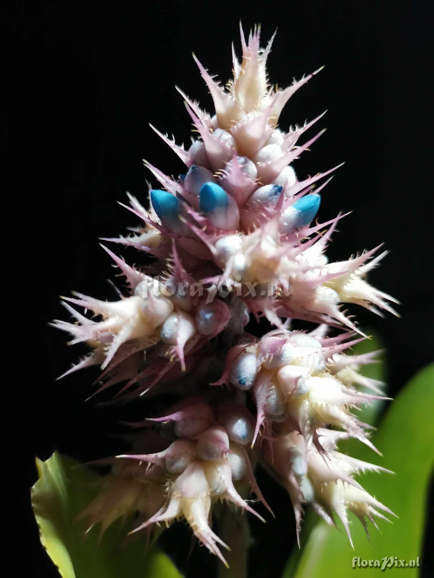 Aechmea caesia