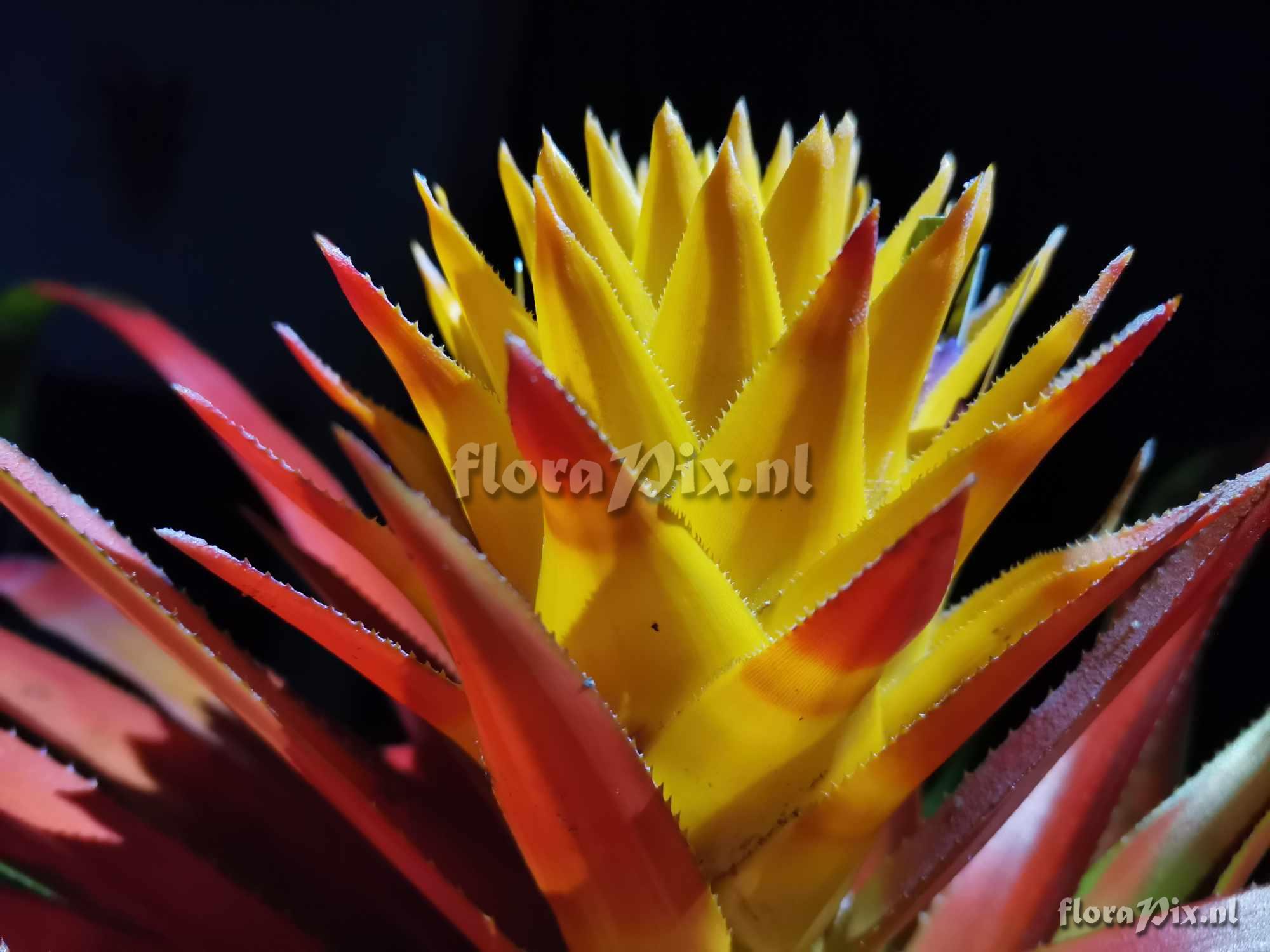 Aechmea biflora