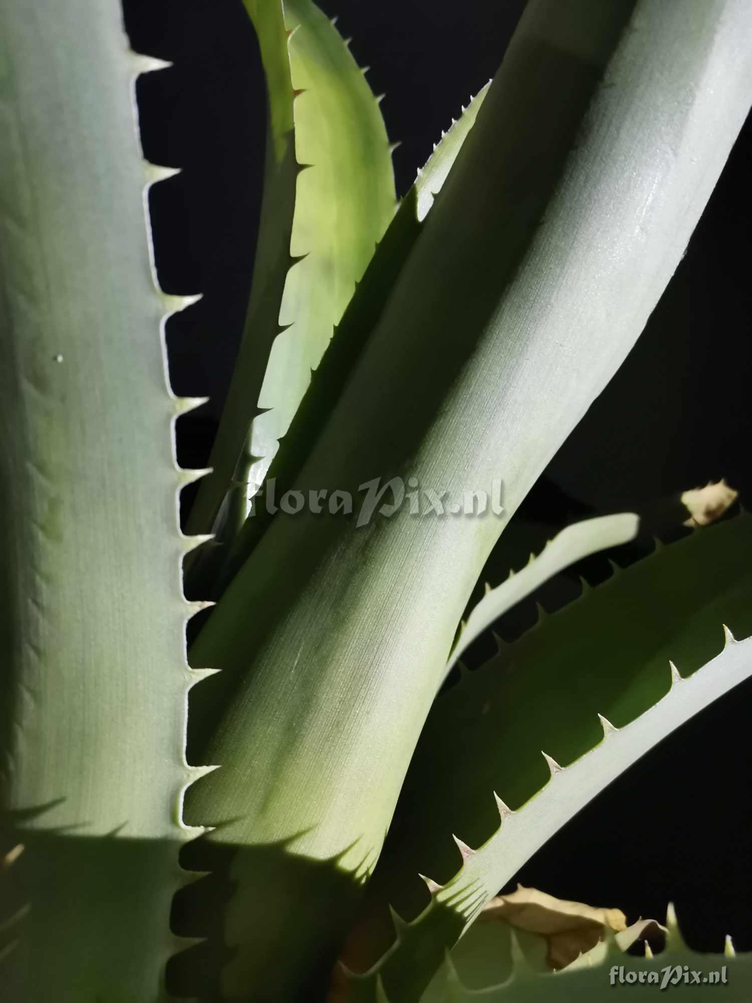 Aechmea bracteata