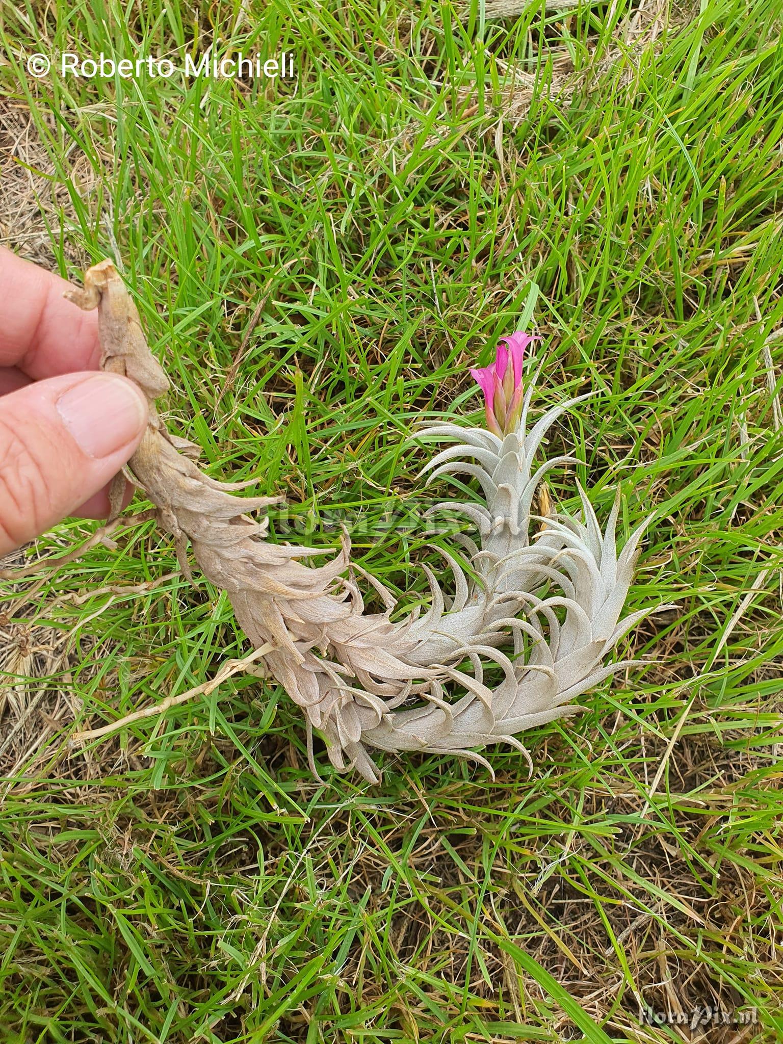 Tillandsia friesii