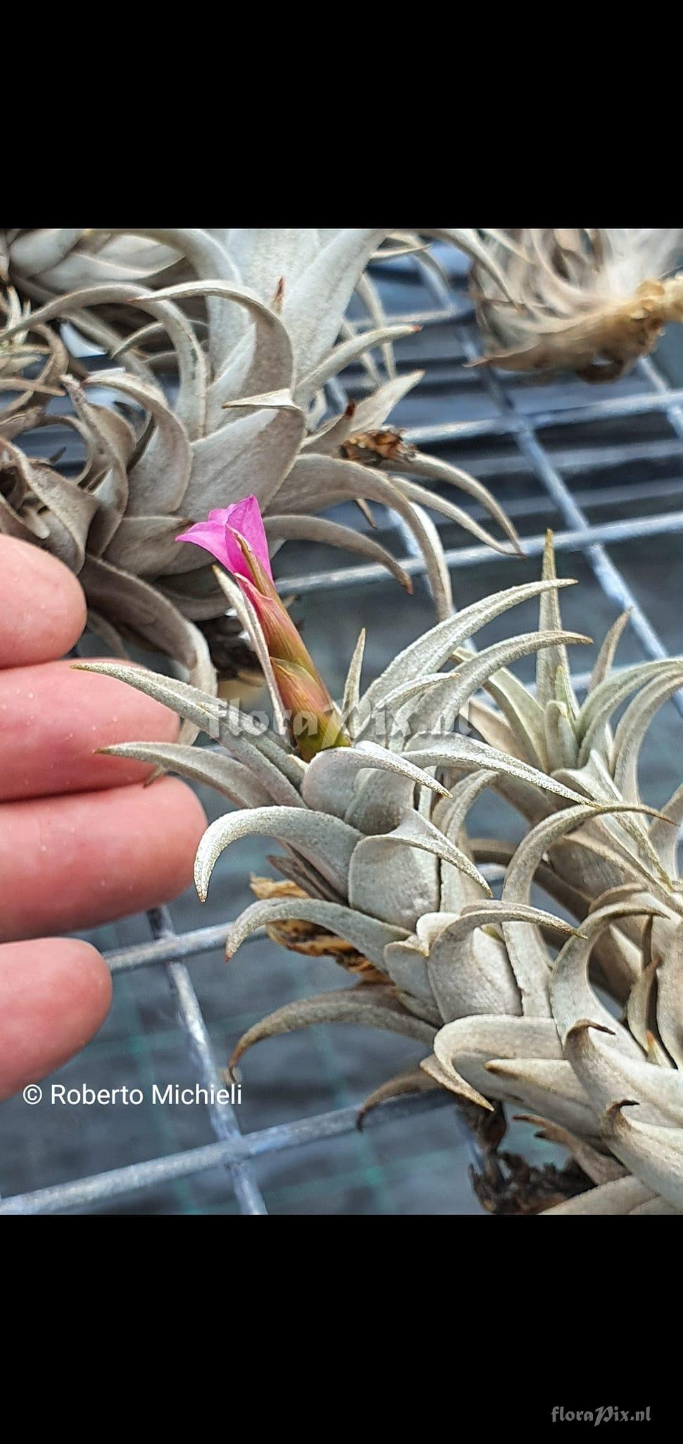 Tillandsia friesii