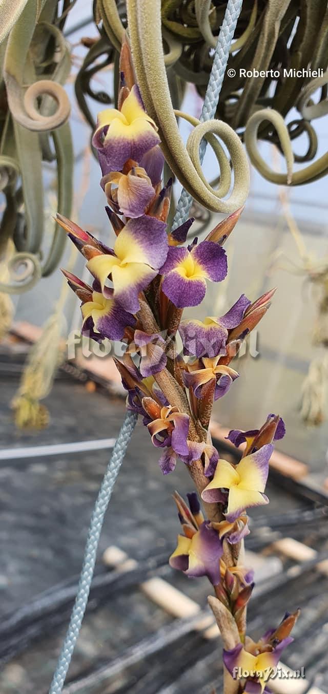 Tillandsia duratii