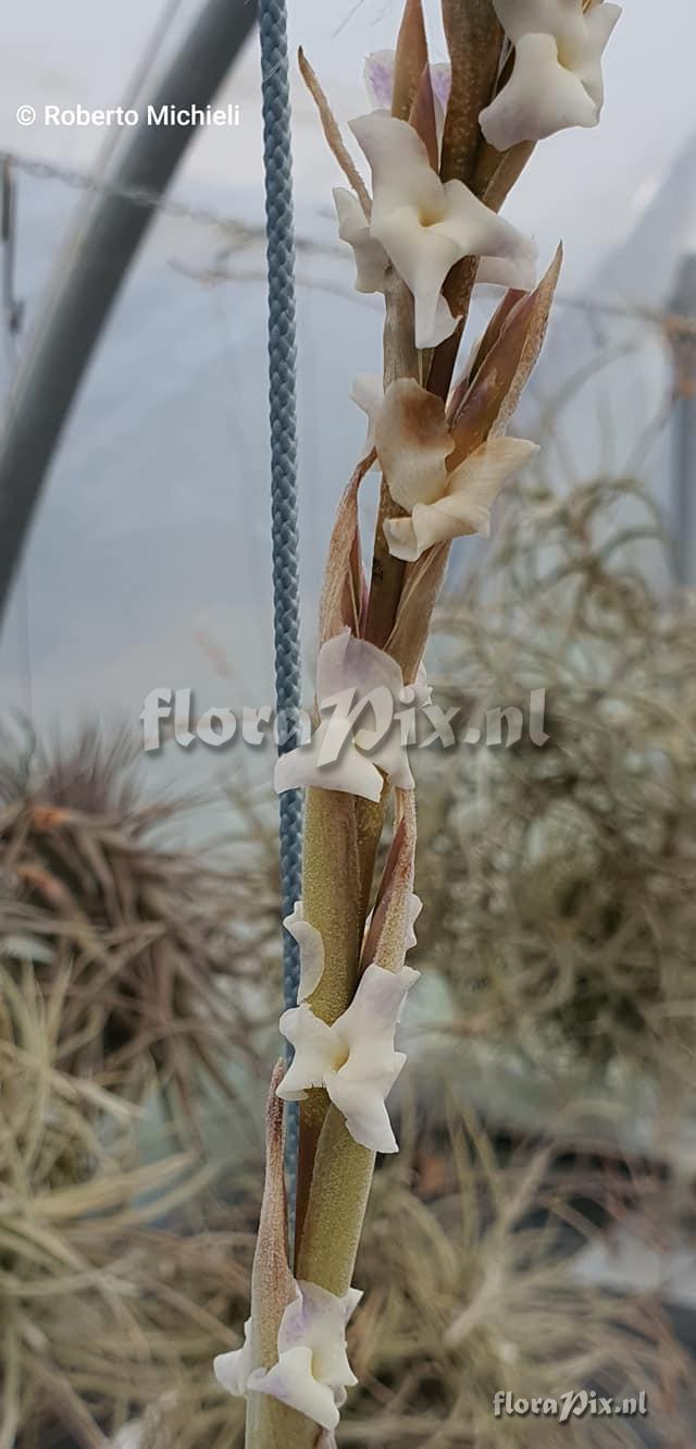 Tillandsia duratii