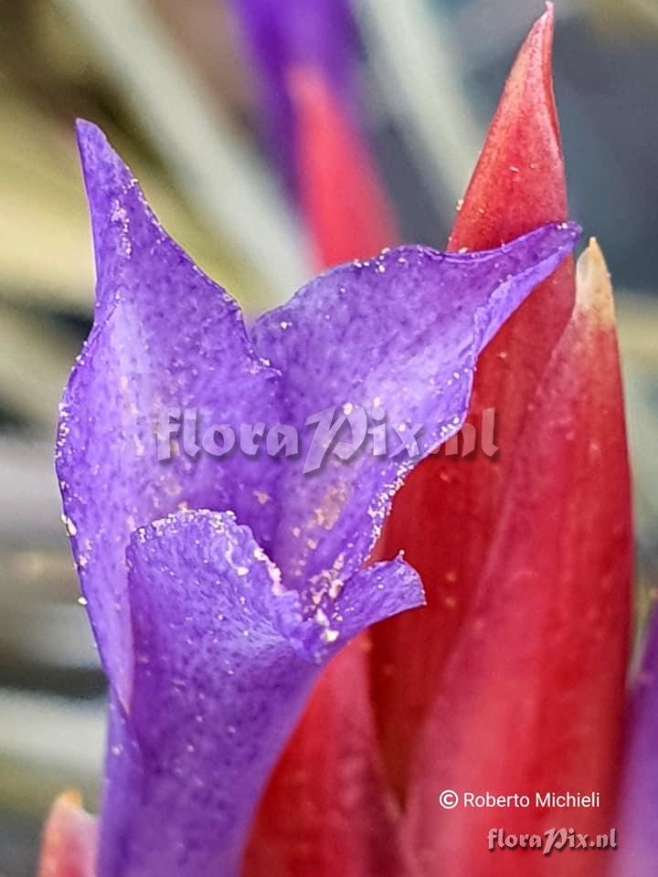 Tillandsia hegeri